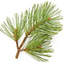 Maritime pine